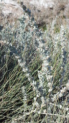 Atriplex lampa