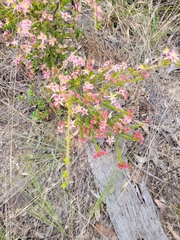 Calytrix longiflora