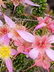 Calytrix longiflora