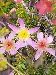 Calytrix longiflora