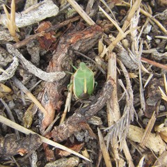 Chlorochroa faceta