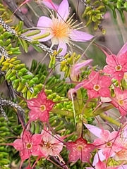 Calytrix longiflora