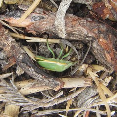 Chlorochroa faceta