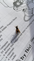 Polistes chinensis