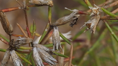 Leptosiphon floribundus glaber