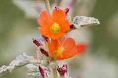 Sphaeralcea coulteri