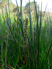 Triglochin barrelieri