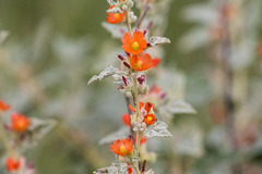 Sphaeralcea coulteri