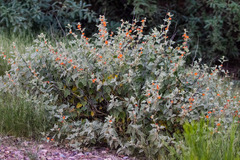 Sphaeralcea coulteri