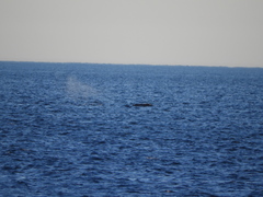 Eubalaena glacialis