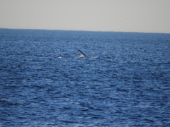 Eubalaena glacialis