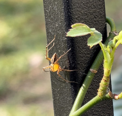 Oxyopes elegans