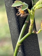Oxyopes elegans