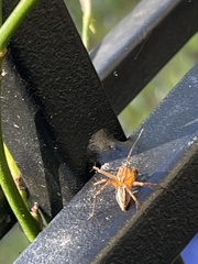 Oxyopes elegans