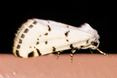 Grotella binda