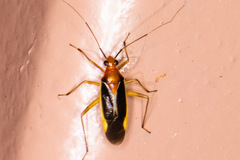 Ganocapsus filiformis