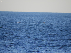 Eubalaena glacialis