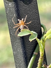 Oxyopes elegans