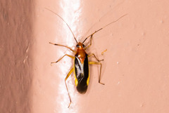 Ganocapsus filiformis