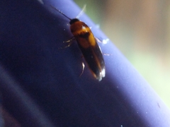 Ampedus areolatus