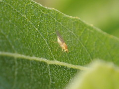 Chyromyidae