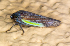 Hamana gelbata