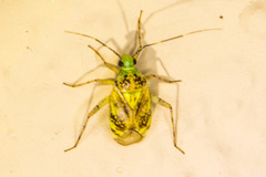 Taedia marmorata