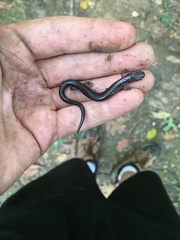 Plethodon electromorphus