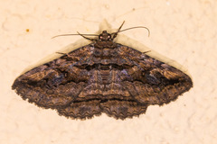 Zaleops umbrina