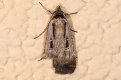 Tathorhynchus exsiccata