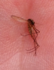 Aedes (Ochlerotatus) atlanticus image