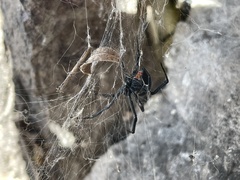 Latrodectus hesperus