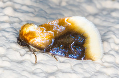 Chrysoecia scira