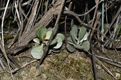 Adromischus subviridis