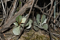 Adromischus subviridis
