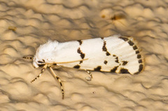 Grotella binda