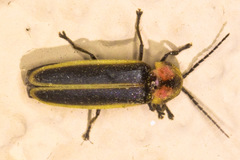 Photinus knulli