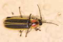 Photinus knulli