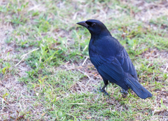 Ptiloxena atroviolacea