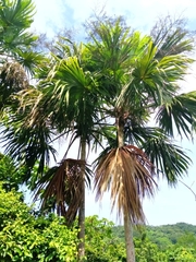 Sabal mauritiiformis