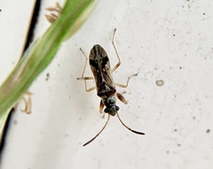 Pseudopachybrachius vinctus