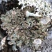 Cladonia pocillum - Photo (c) Samuel Brinker, algunos derechos reservados (CC BY-NC), subido por Samuel Brinker