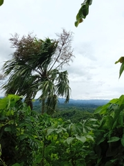 Sabal mauritiiformis