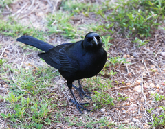 Ptiloxena atroviolacea