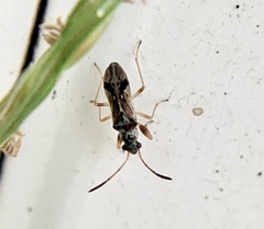 Pseudopachybrachius vinctus