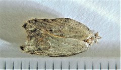 Acleris effractana