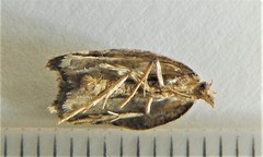 Acleris effractana