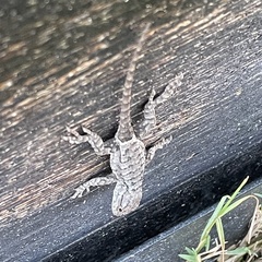 Sceloporus olivaceus