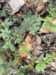 Desmanthus leptolobus