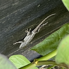 Sceloporus olivaceus